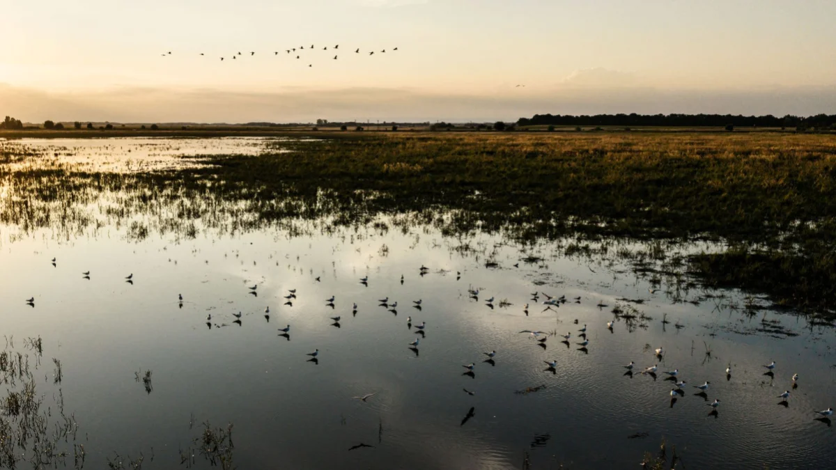 Hungary takes emergency measures to save Hortobágy wetlands