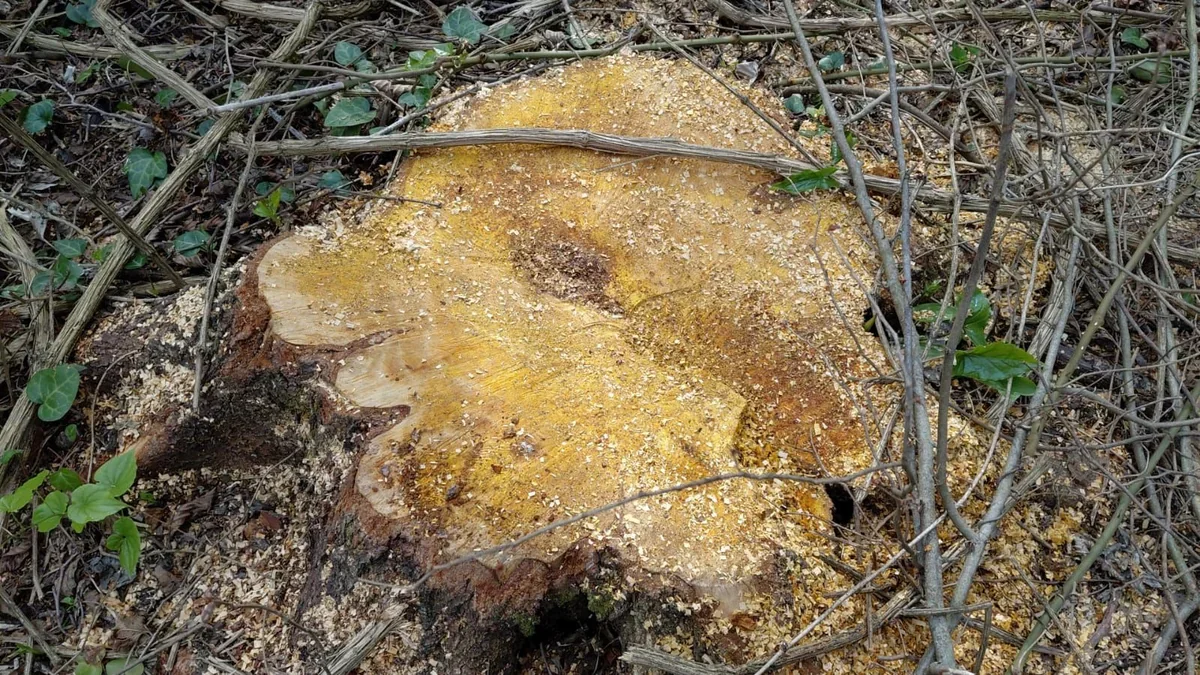 Oğuzda ağac kəsən 3 nəfər saxlanılıb