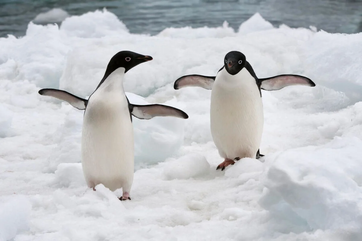 Quş qripi ucqar adada: Pinqvinlər yoluxdu