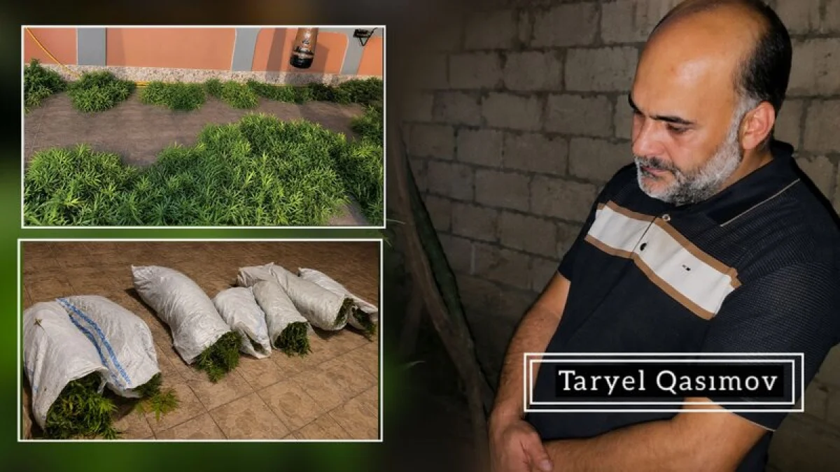 Sabirabadda narkotik bitkilər yetişdirən şəxs həbs edilib