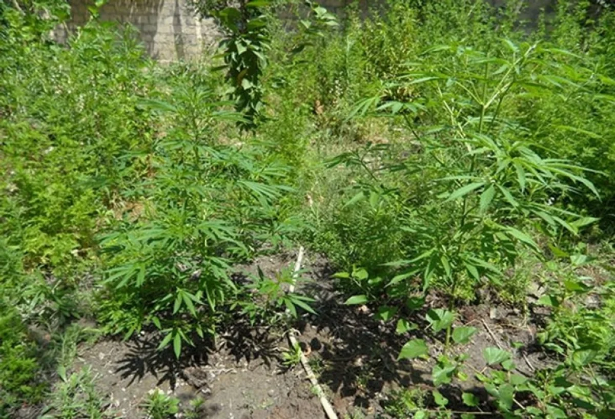 Şirvanda çətənə kolları yetişdirməkdə şübhəli bilinən iki nəfər tutulub